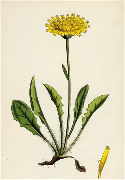 Hieracium calenduliflorum, Marygold-flowered Hawkweed