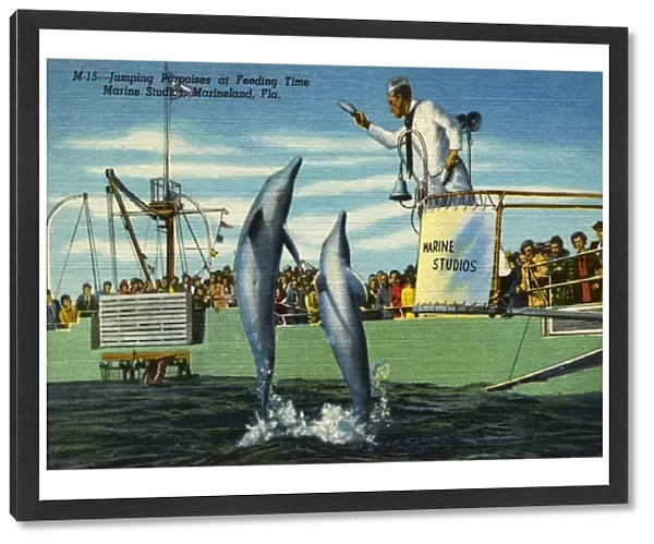 Performing Porpoises at Marine Studios. ca. 1949, North of Daytona Beach, Florida, USA, M-15-Jumping Porpoises at Feeding Time. Marine Studios, Marineland, Fla. Two of Marine Studios famous jumping porpoises leap from 8 to 12 ft. for their meal of blue runner at this famed oceanarium located 18 miles south of St. Augustine, 35 miles north of Daytona Beach, on scenic State Rt. A1A, one of the Holiday Highways