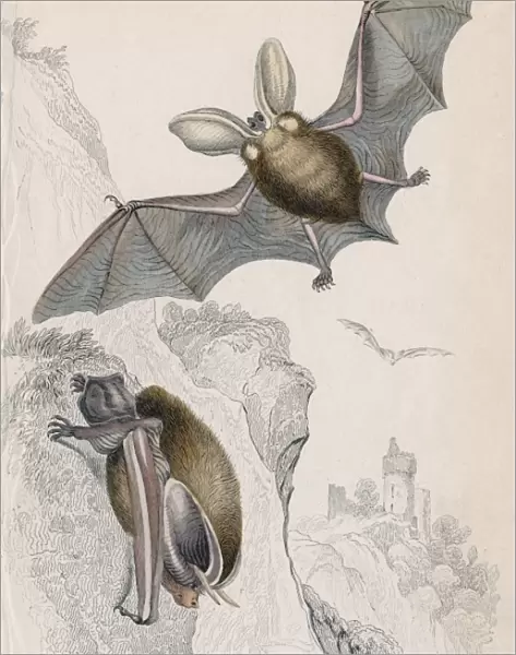 Long-eared Bat (Plectorus auritus), small mouse-like flying mammal. (1828). From British Quadrupeds
