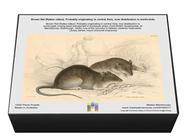 Brown Rat (Rattus rattus). Probably originating in central Asia, now distribution is world-wide