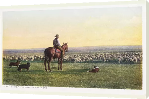 Sheep Herding in the West Postcard. Sheep Herding in the West Postcard