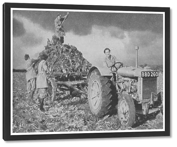 Womens Land Army lifting a crop, 1940. Among the many skills these young women
