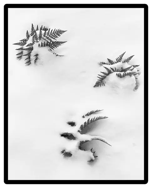 Ferns and Snow