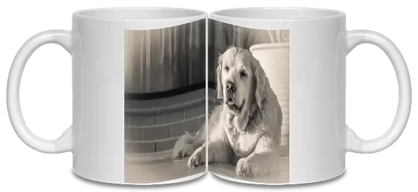 Old golden retriever in black and white
