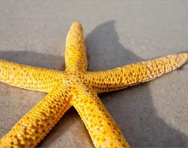 Yellow starfish on a sandy beach