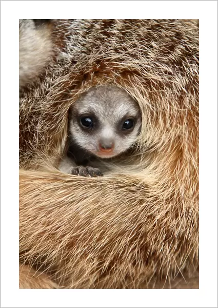 Meerkats. Australian Views ANIMALS: Meerkats