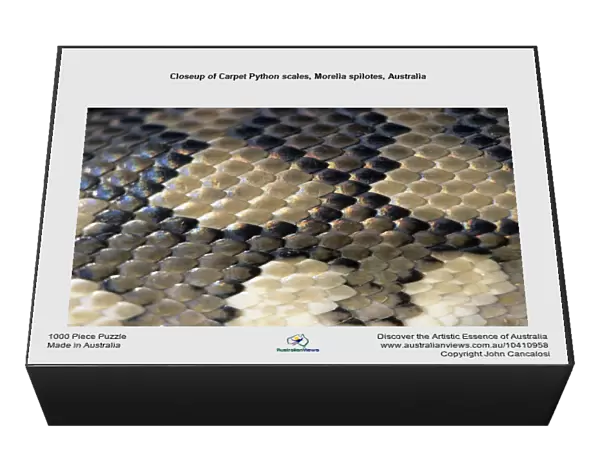Closeup of Carpet Python scales, Morelia spilotes, Australia