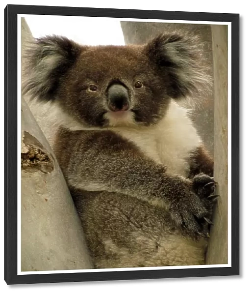 I See You. Koala spotted along the Linear Park, Adelaide, South Australia