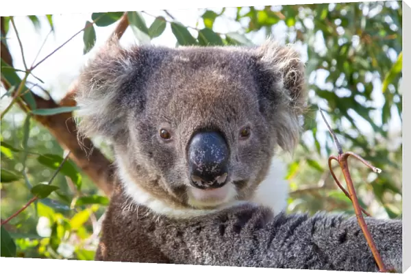 Koala in a gum tree. South Australia