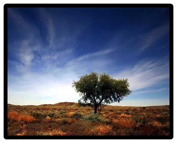Lone tree on Silver Highway between broken hill at Tiboburra, New South Wales, Australia