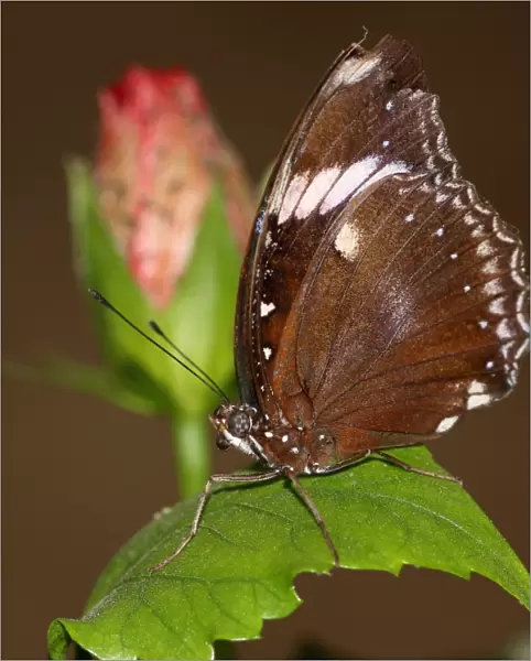 Great common Eggfly