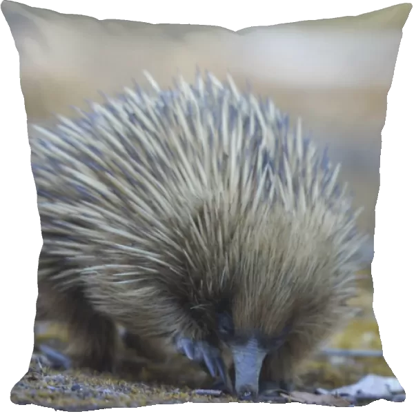 Echidna. The Short Beaked Echidna, (sometimes known as spiny anteaters)
