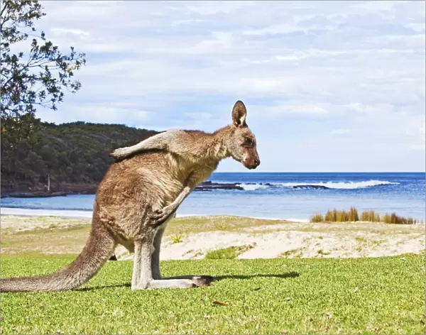 Kangaroo at the beach
