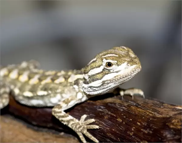 young bearded dragon