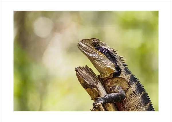 Australia, New South Wales, Blackheath, Water dragon (Intellagama lesueurii) perching on branch