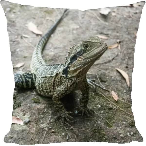 Small Australian Lizard