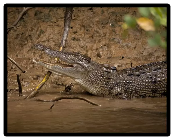 Australian Crocodile in Daintree River