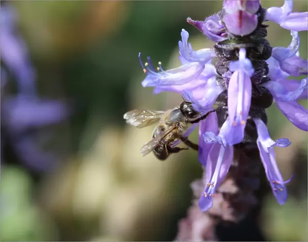 Bee on Dogbane Plectranthus caninus or known as Colues canina or dogbane blooming flowers