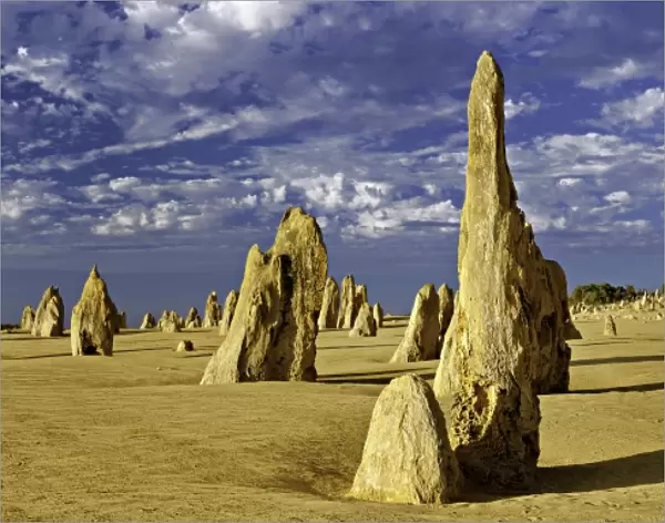 Pinnacles. Limestone formations at Nambung National Park