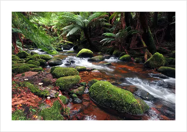 Rainforest near St. Columbia falls, Tasmania, Australia