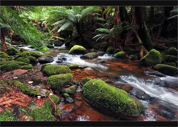 Rainforest near St. Columbia falls, Tasmania, Australia