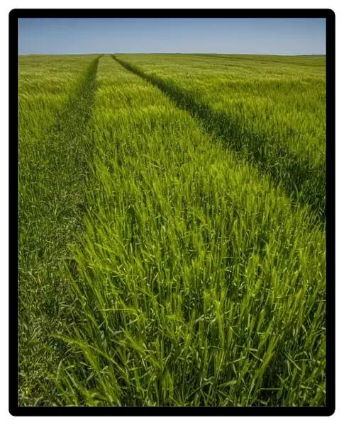 Wheel tracks in a Barley field, Dorset, England, United Kingdom