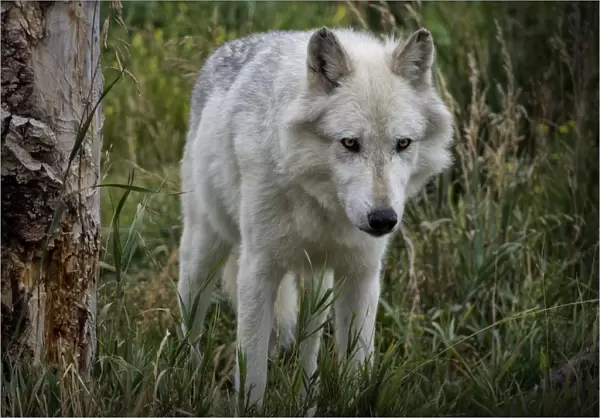 High country Grey Wolf