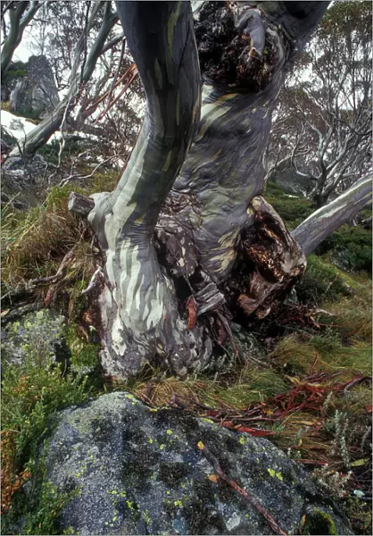 Ghost gum, Snowy mountains of New South Wales, Australia