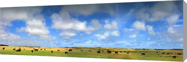 Rich Pastureland and grazing cattle, King Island, Bass Strait, Tasmania