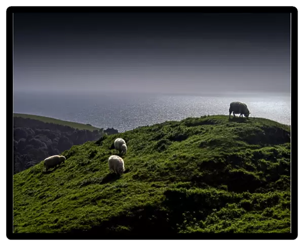 Rolling coastal countryside and grazing sheep in Dorset, England