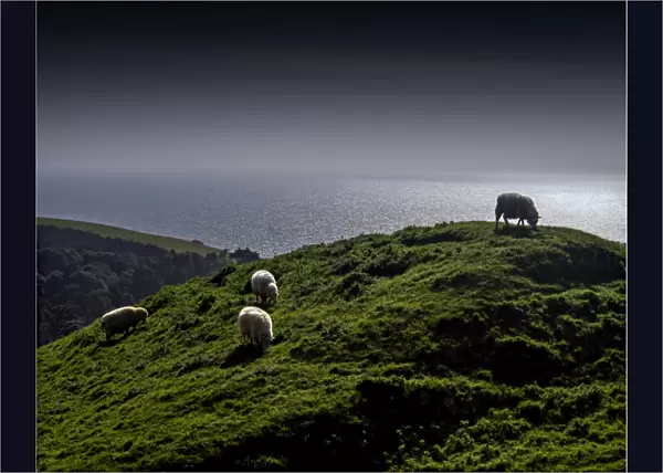 Rolling coastal countryside and grazing sheep in Dorset, England