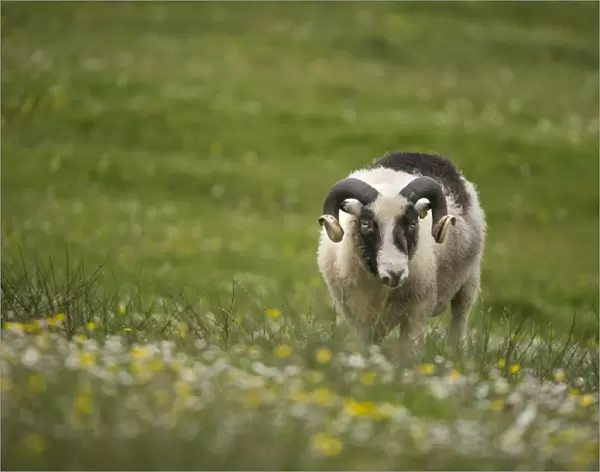 Sheep in pasture, shetland Islands, Scotland