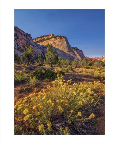 Chequerboard Mesa Zion national Park in south western United States