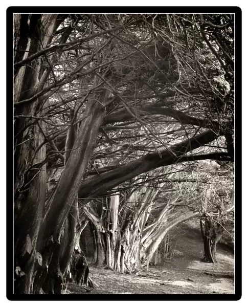 Ghostly macrocarpa pinetrees line an old roadway on king Island, Bass Strait, Tasmania