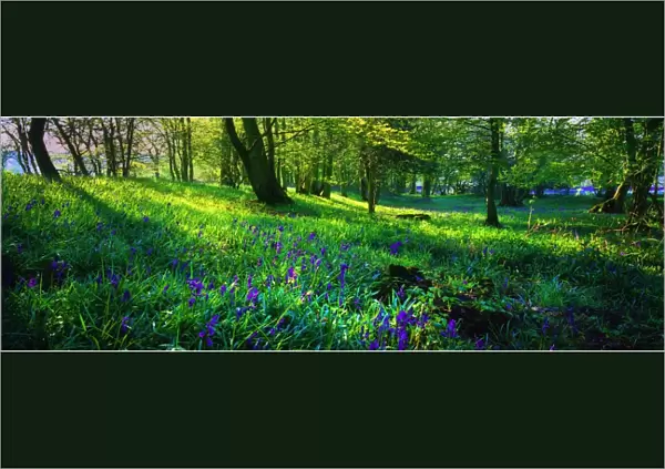 Bluebells in spring, Hampshire, England