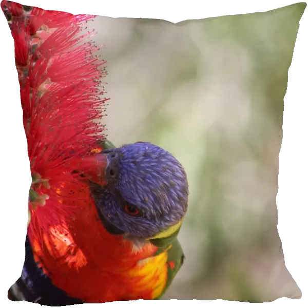 rainbow lorikeet birds