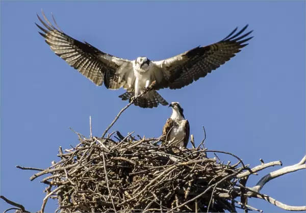 Osprey stick nest mating