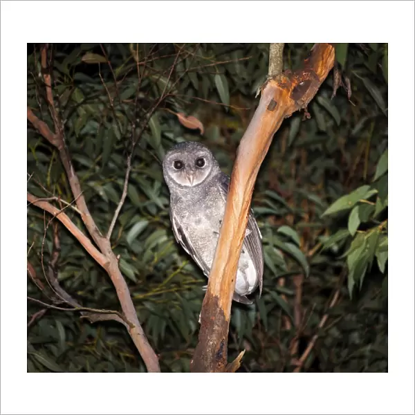 Sooty owl. Tyto tenebricosa or sooty owl at night hunting