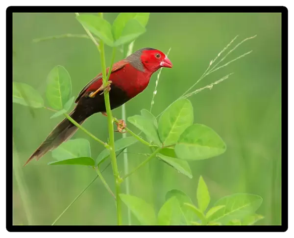 Crimson Finch