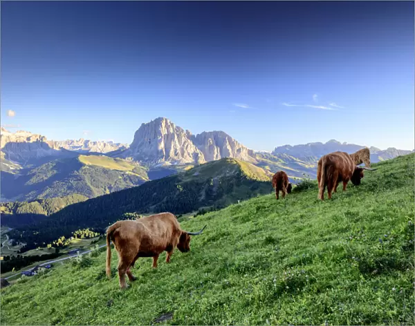 Dolomites Cows