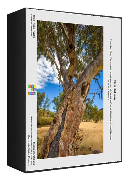 River Red Gum