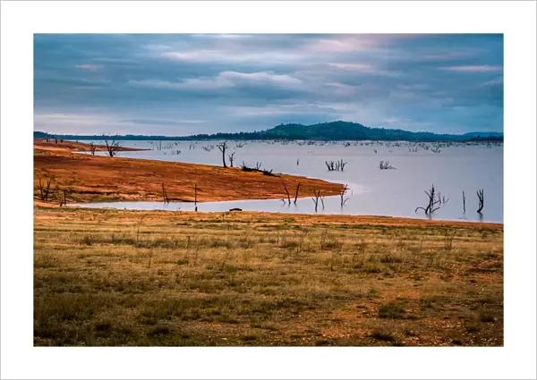 Drowned trees at Lake Hume, Victoria