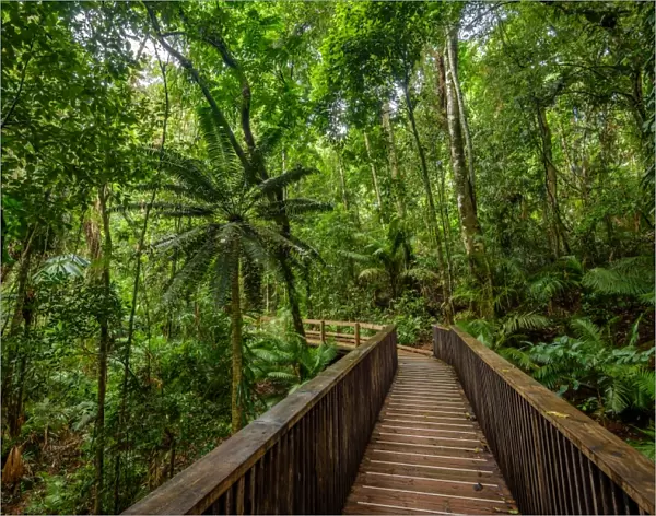 Boardwalk at Daintree rainforest, Queensland