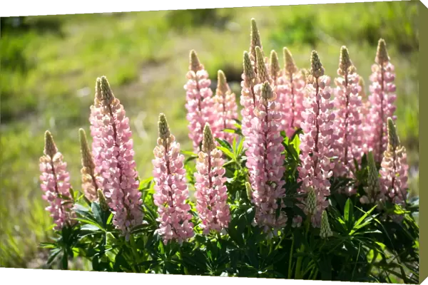 Pink lupines