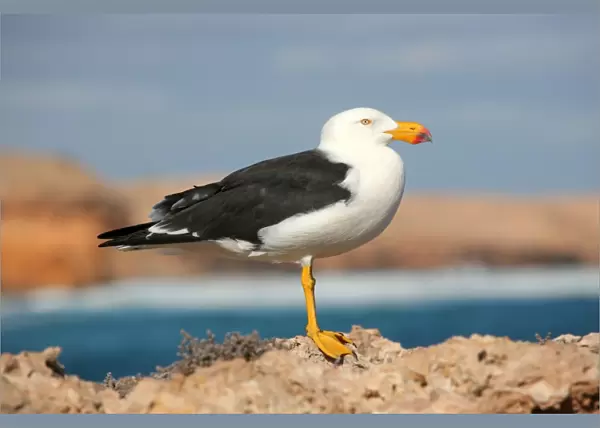 Pacific Gull standing on a rock. Australia
