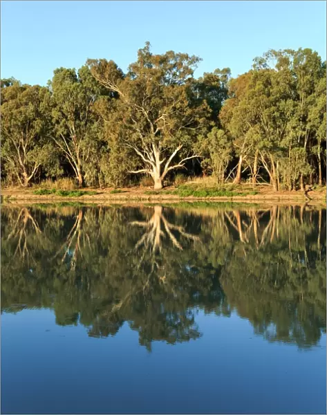 River gums on the Murray River. Australia