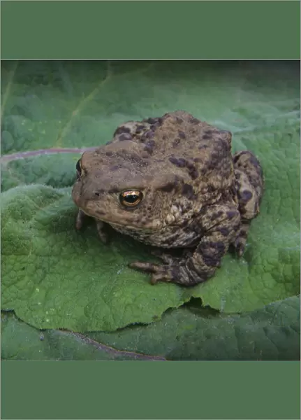 Common toad, Dorset, England, United Kingdom