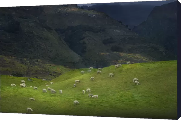 Sheep farming at Glenorchy, South Island of New Zealand