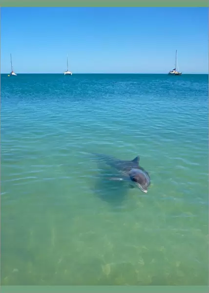 Dolphin at Monkey Mia Resort