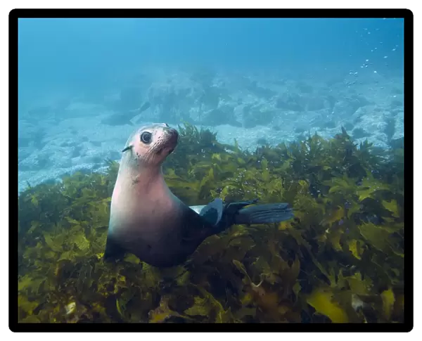 Fur Seal. Underwater seal
